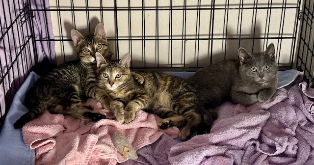 Enlarge Simone (bonded with Billie), a ADOPTABLE Domestic Short Hair in Bethlehem, PA image 2/6
