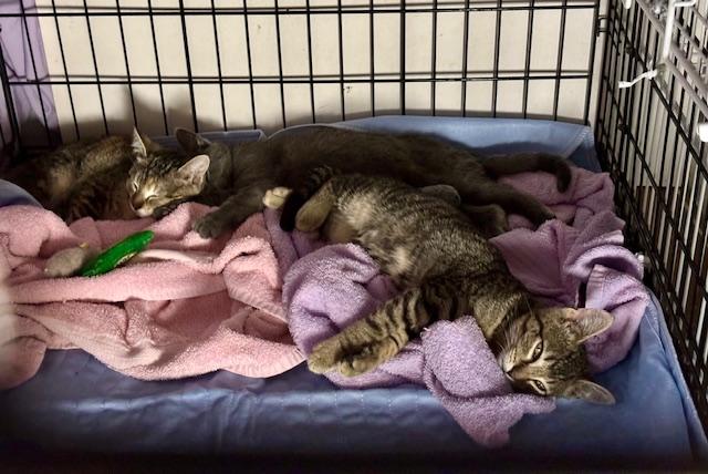 Enlarge Simone (bonded with Billie), a ADOPTABLE Domestic Short Hair in Bethlehem, PA image 3/6