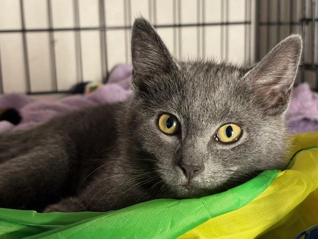 Enlarge Simone (bonded with Billie), a ADOPTABLE Domestic Short Hair in Bethlehem, PA image 1/6