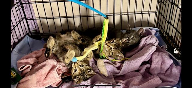 Enlarge Simone (bonded with Billie), a ADOPTABLE Domestic Short Hair in Bethlehem, PA image 4/6