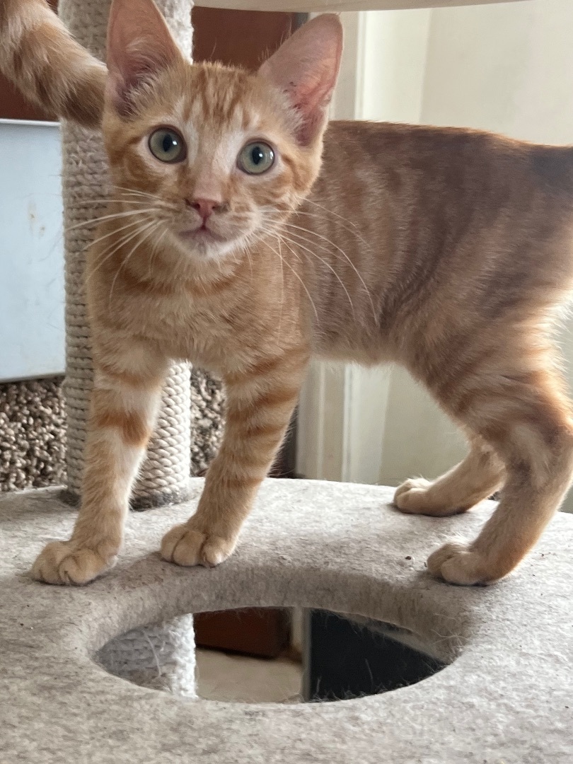 Enlarge Merlot, a Adoptable mixed breed in Crockett, CA image 1/5