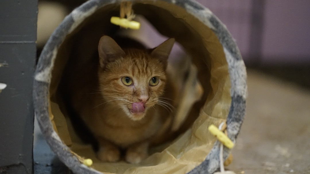 Enlarge Merlot, a Adoptable mixed breed in Crockett, CA image 2/5