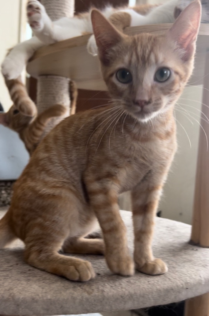 Enlarge Merlot, a Adoptable mixed breed in Crockett, CA image 3/5