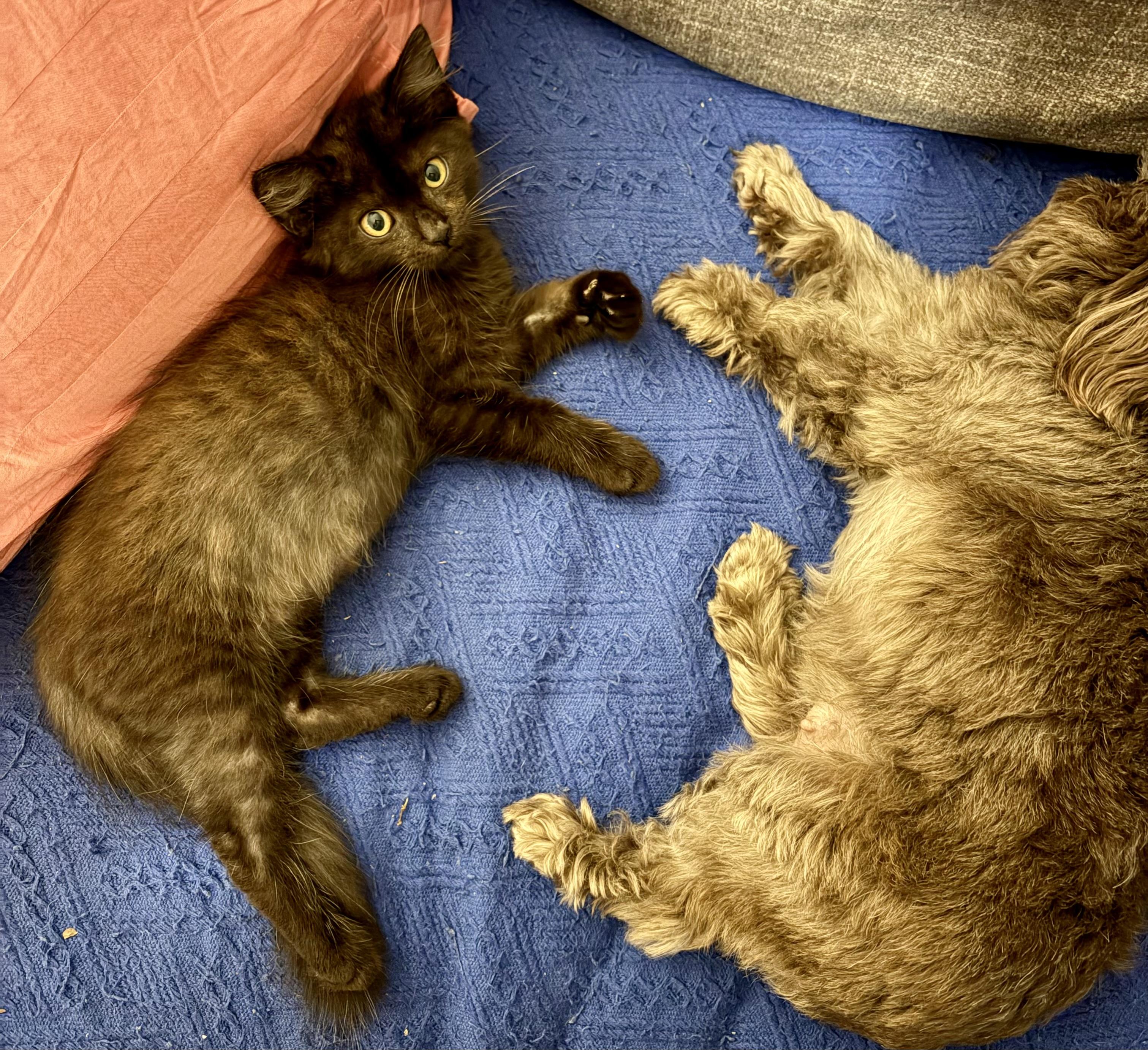 Enlarge Bruce, an adopted Domestic Medium Hair in Pompano Beach, FL image 3/5