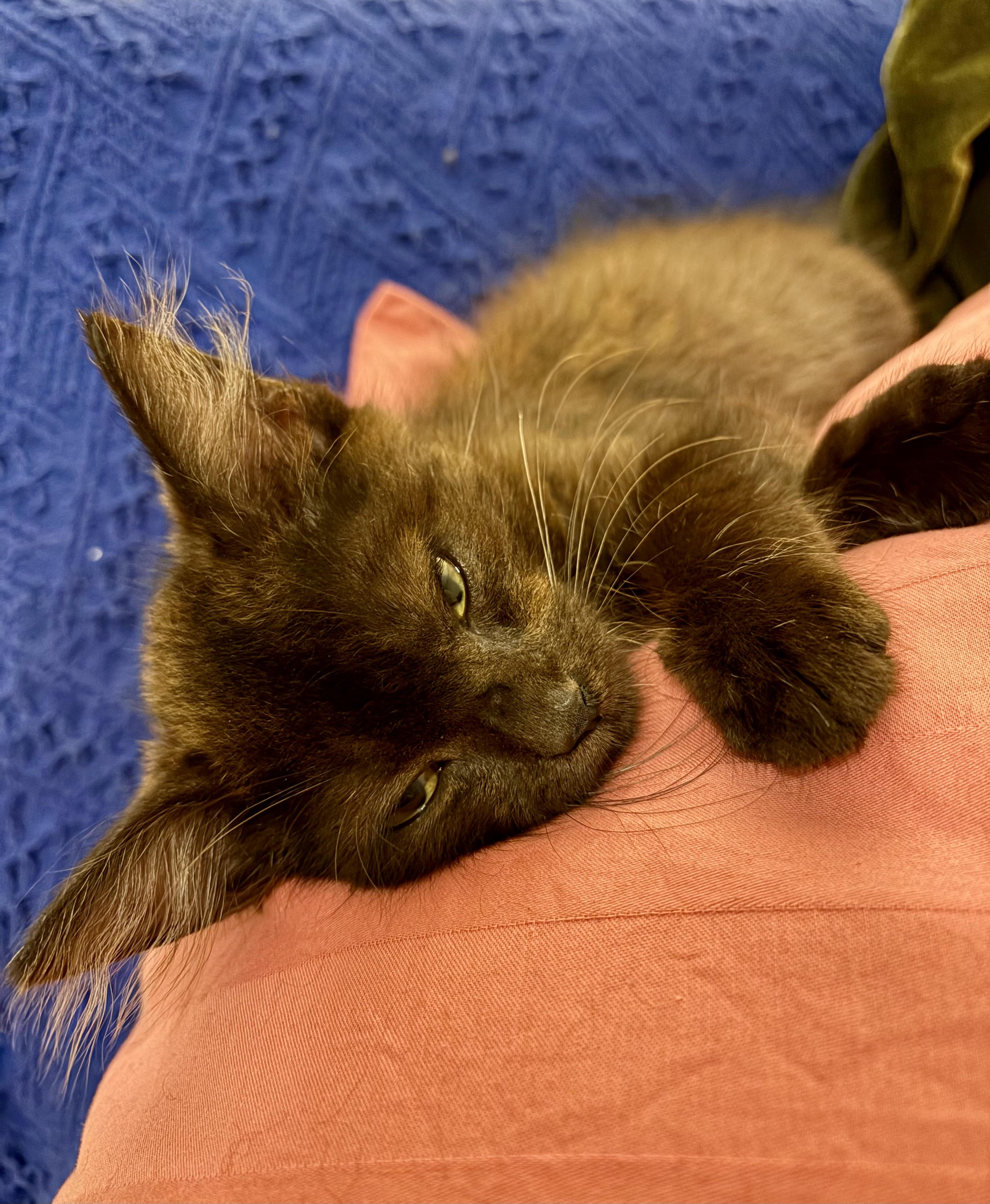 Bruce, adopted, Kitten Male Domestic Medium Hair.