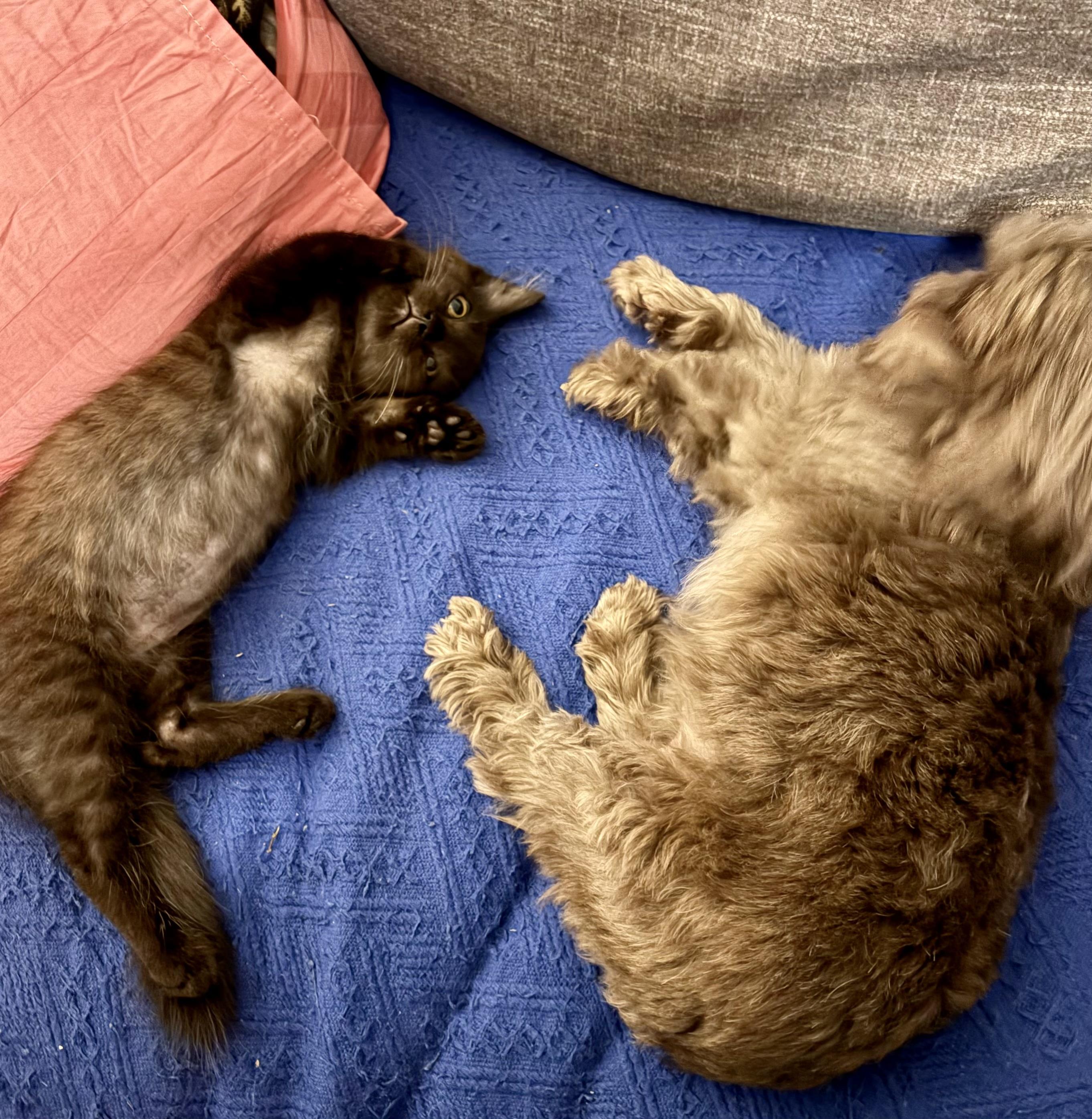 Enlarge Bruce, an adopted Domestic Medium Hair in Pompano Beach, FL image 5/5
