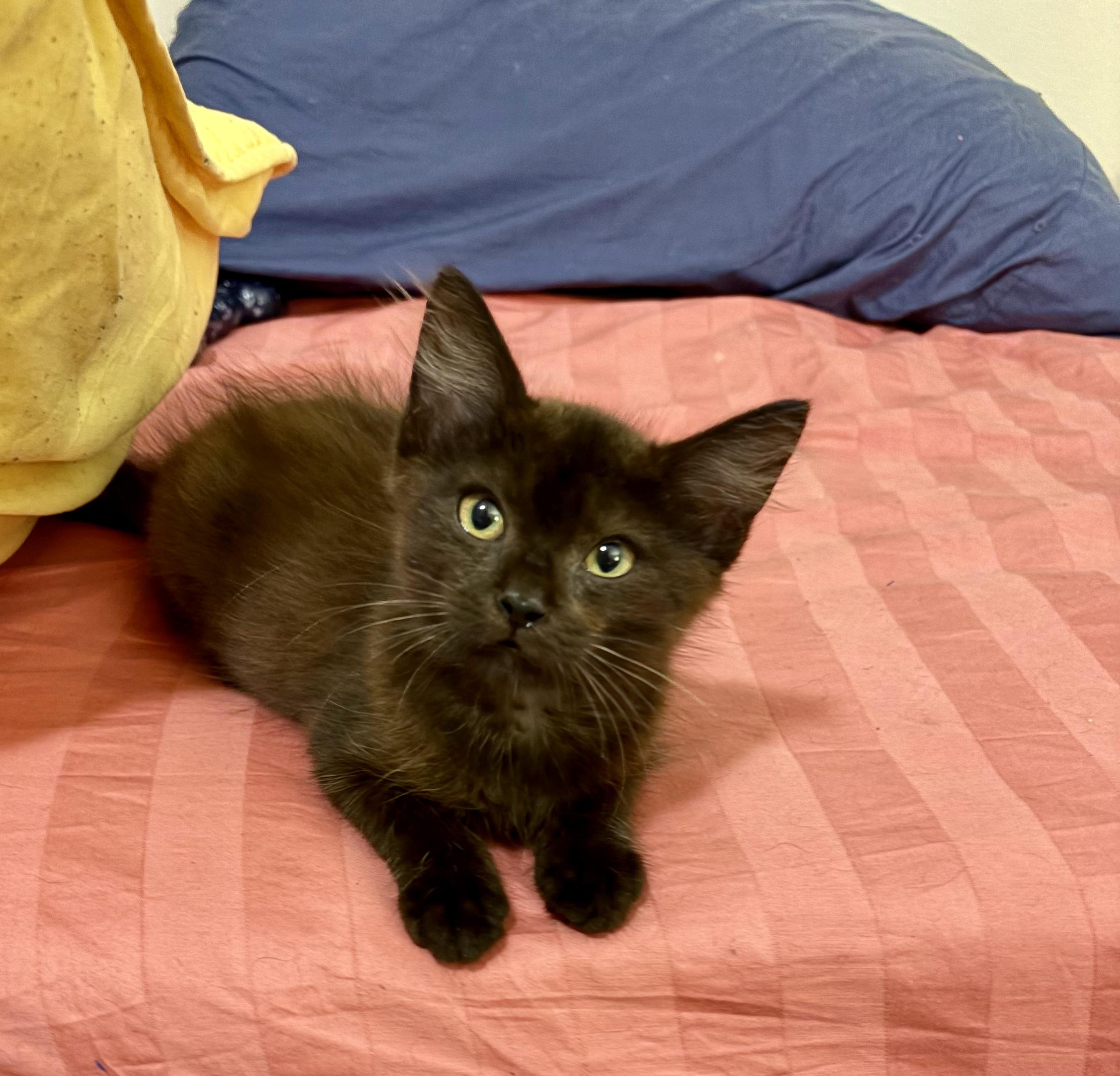 Enlarge Bruce, an adopted Domestic Medium Hair in Pompano Beach, FL image 2/5