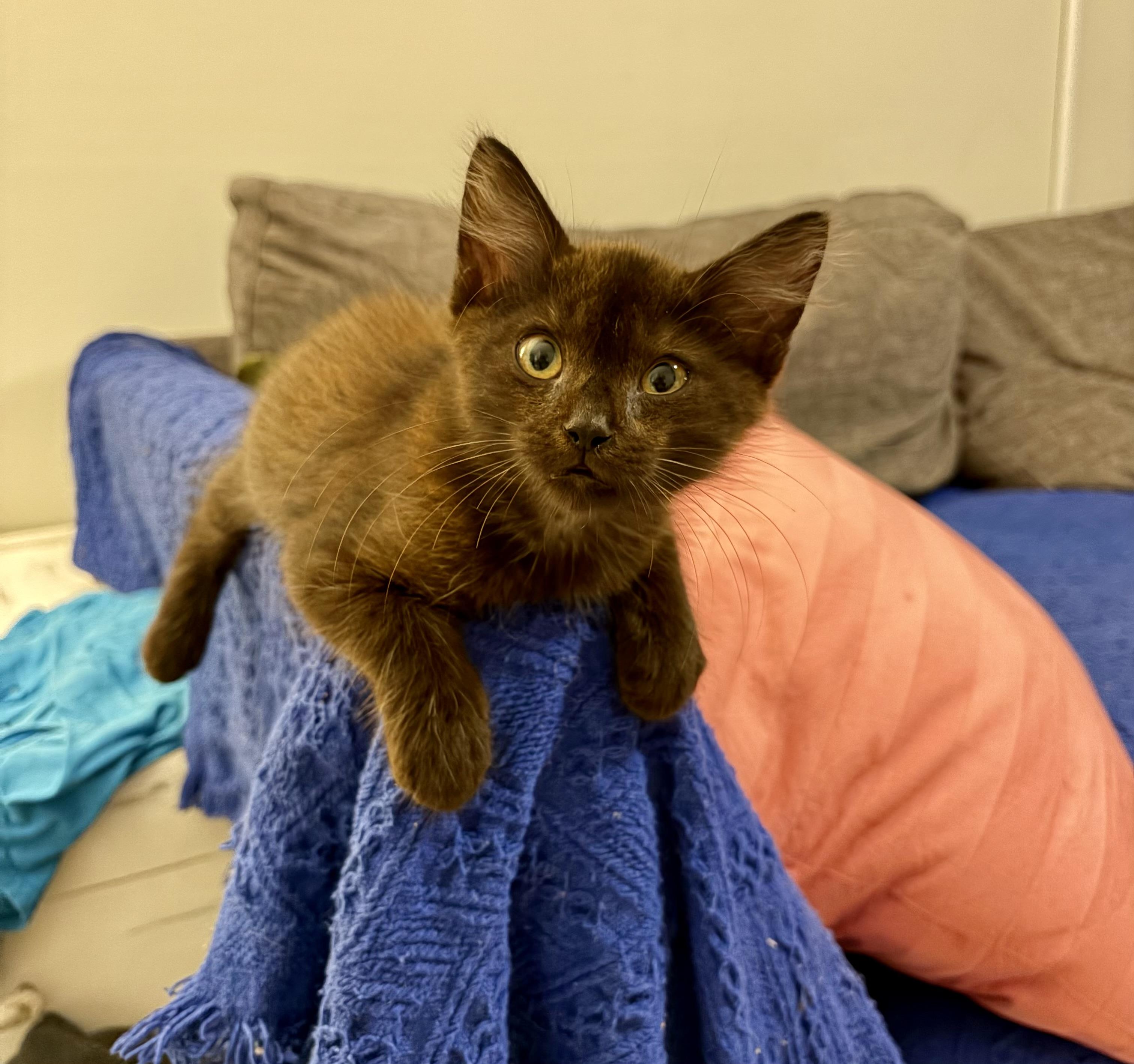 Enlarge Bruce, an adopted Domestic Medium Hair in Pompano Beach, FL image 4/5