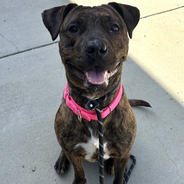 MARIA, Adoptable, Young Female Pit Bull Terrier & Mixed Breed.