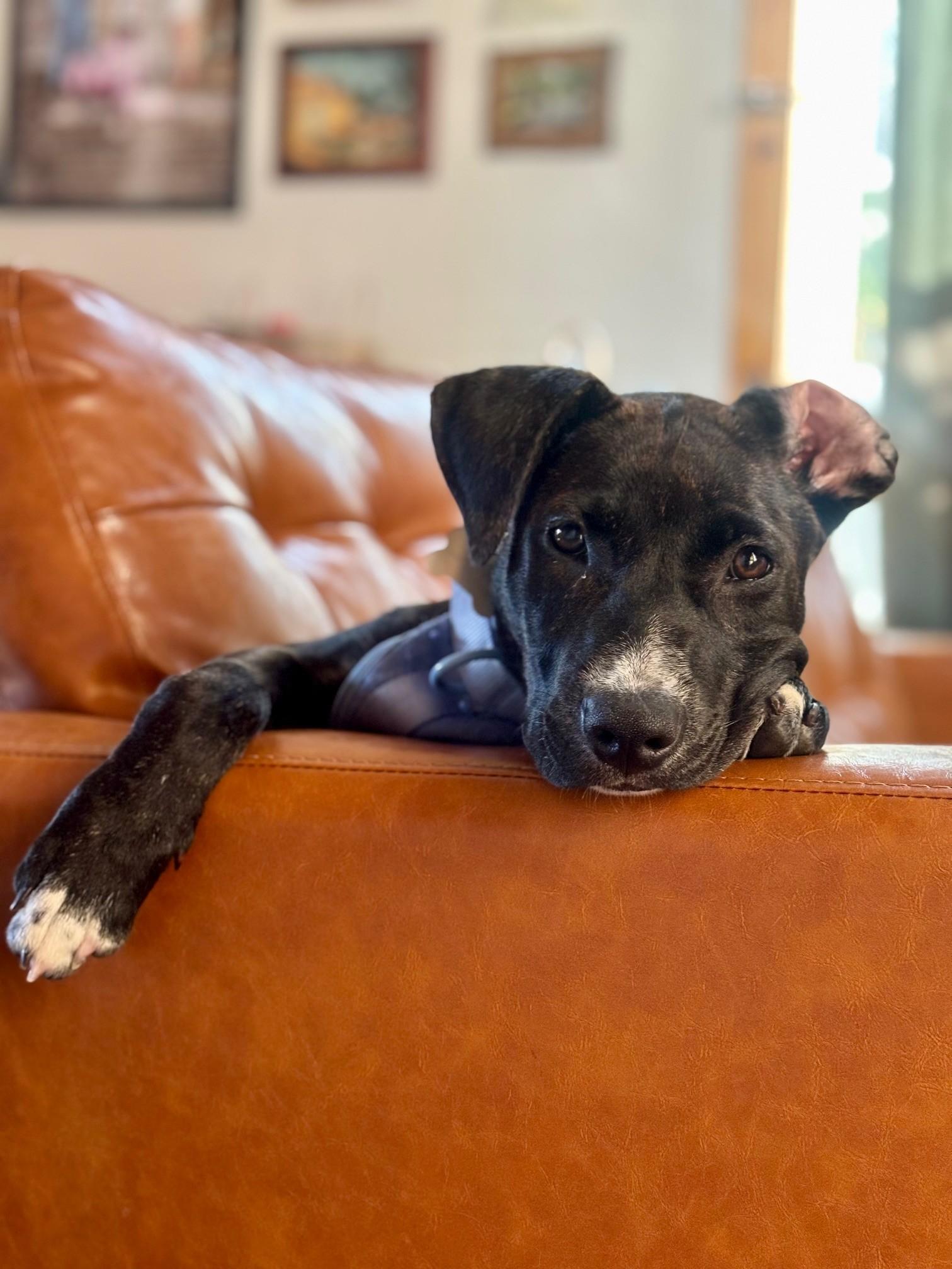 Amelia (hilarious, sweet puppy!), a Adopted mixed breed in Ithaca, NY image 1/5