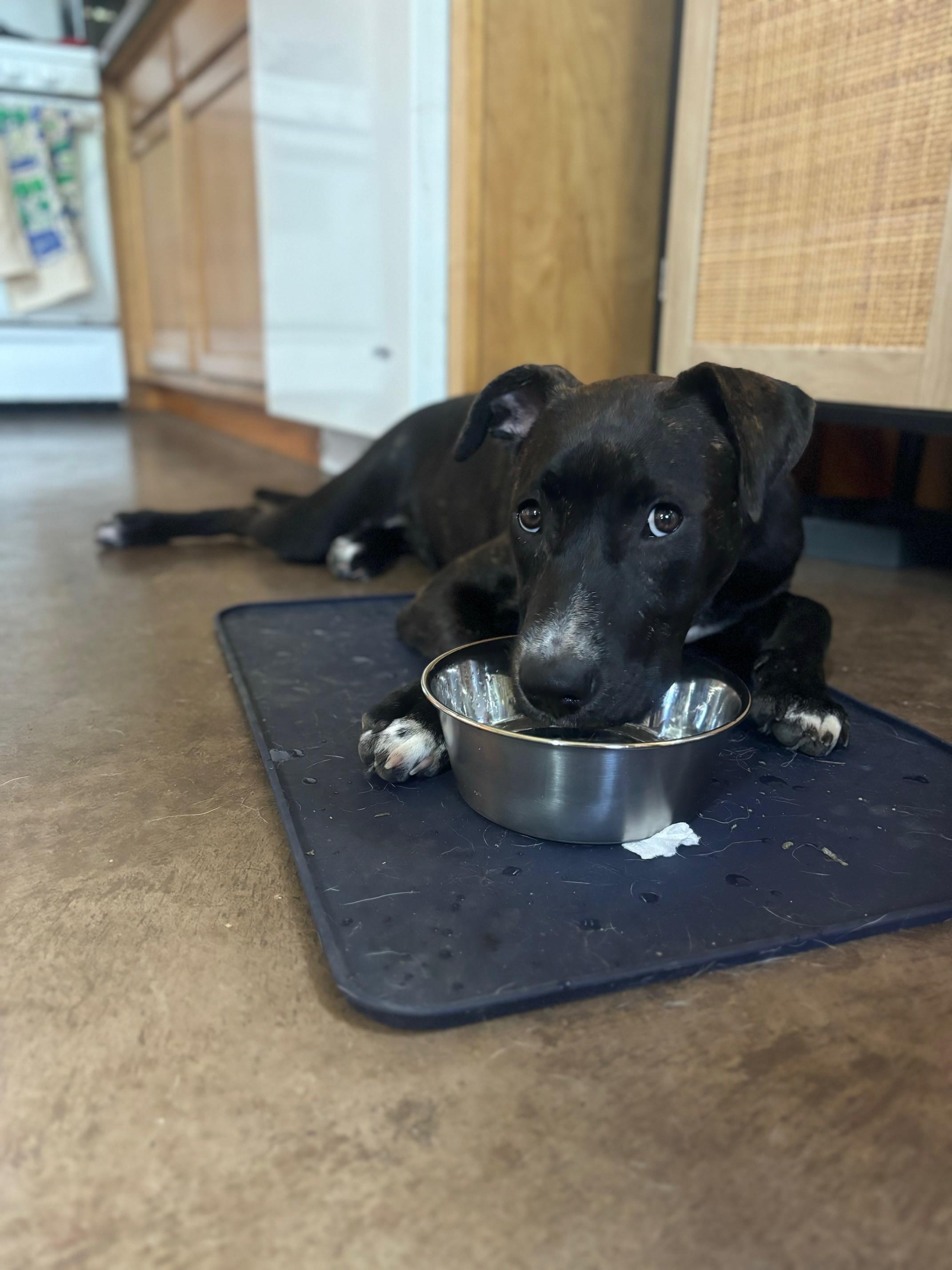 Amelia (hilarious, sweet puppy!), a Adopted mixed breed in Ithaca, NY image 2/5