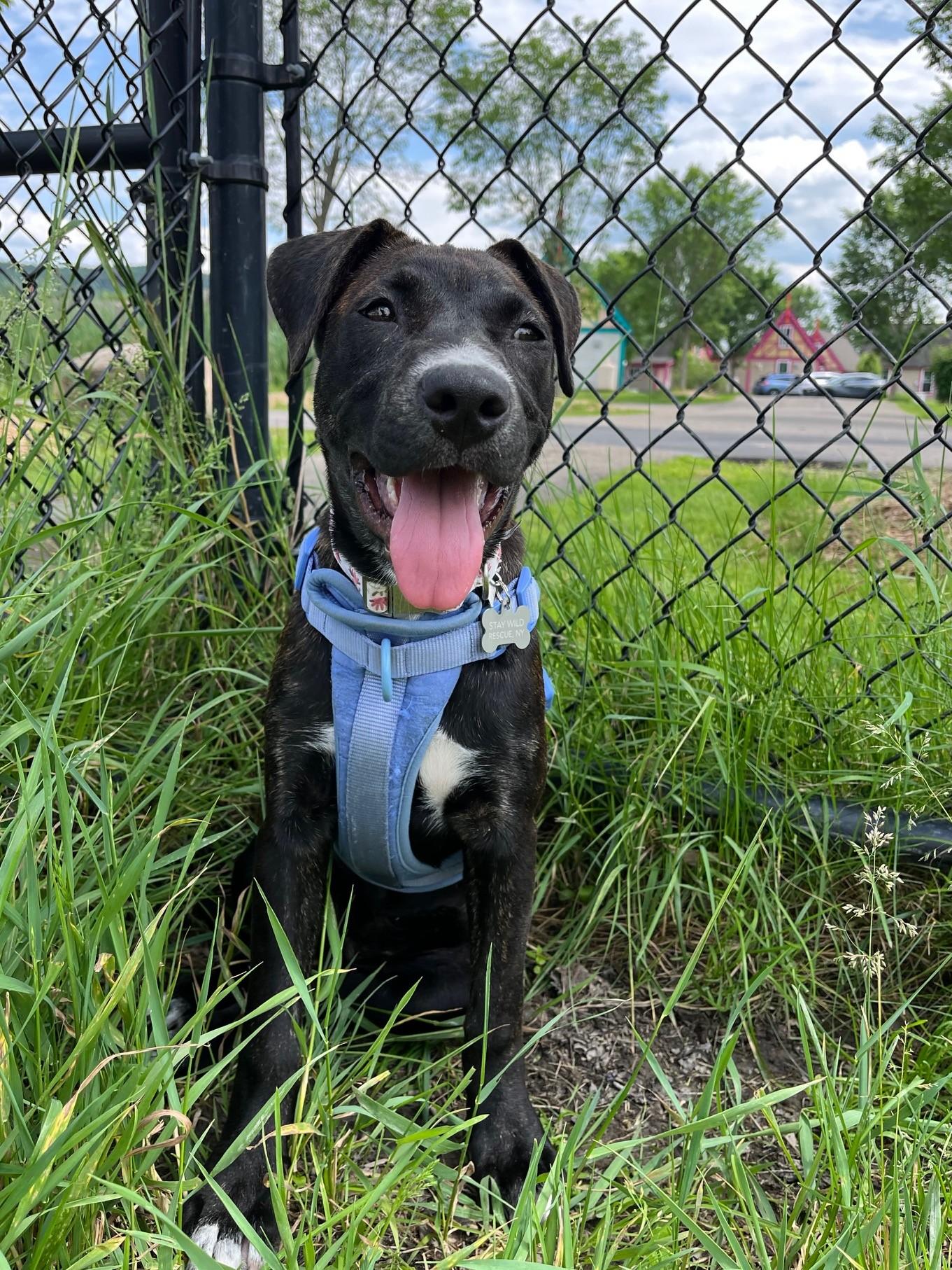 Amelia (hilarious, sweet puppy!)