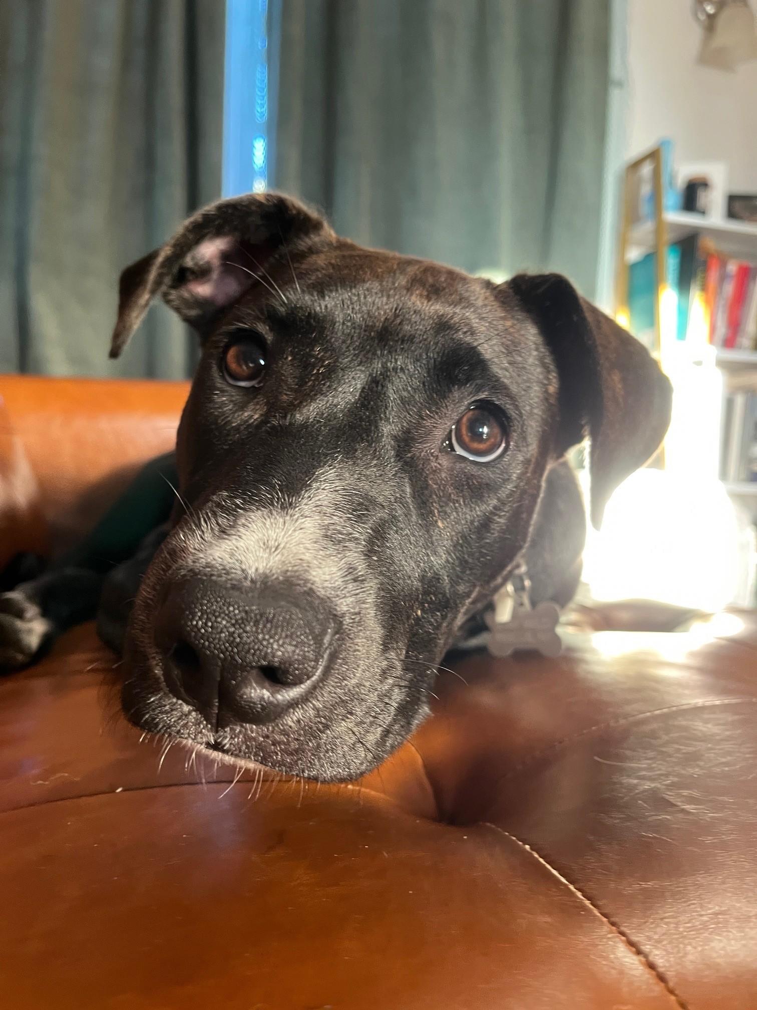 Amelia (hilarious, sweet puppy!)