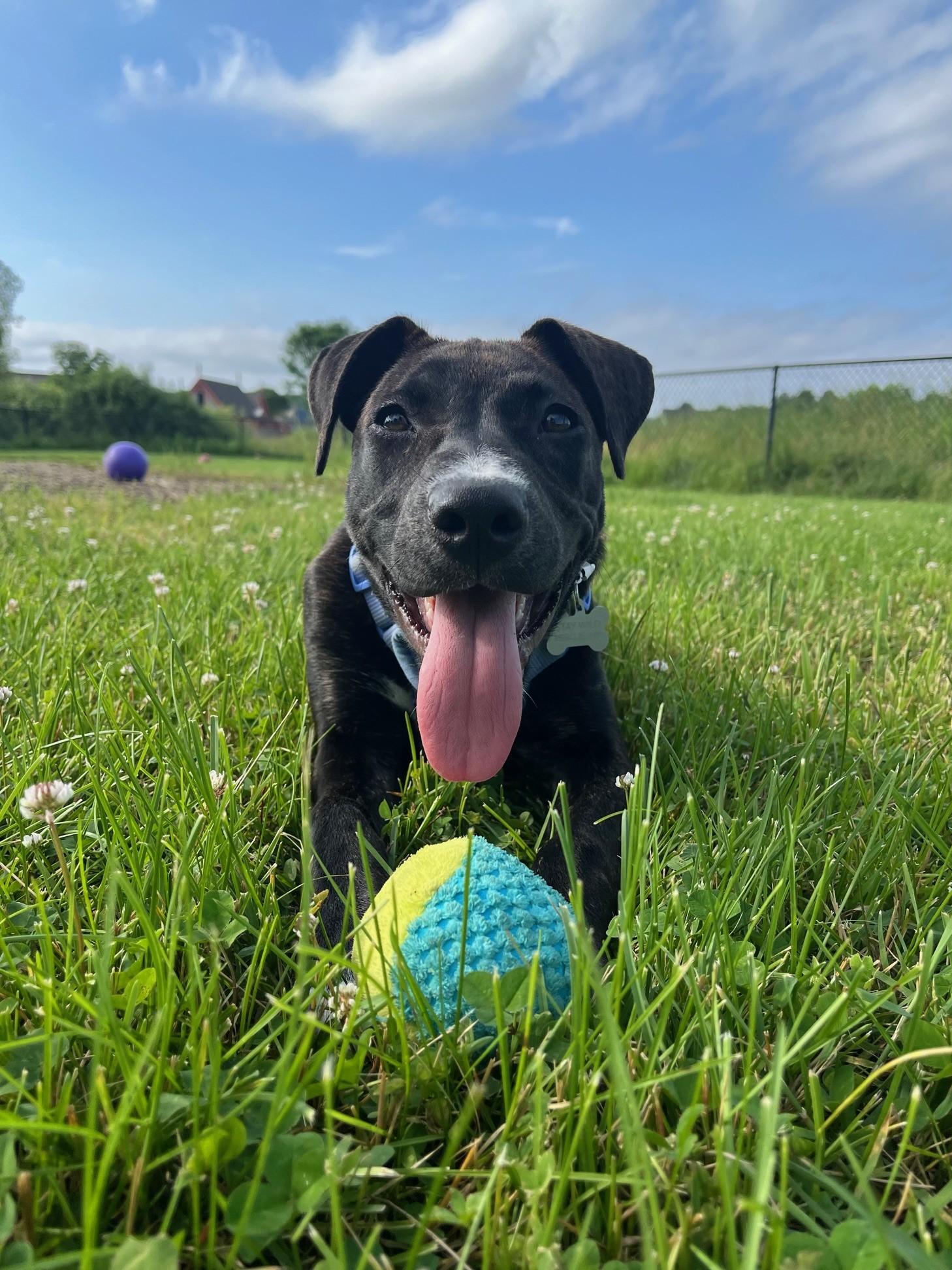 Amelia (hilarious, sweet puppy!), a Adopted mixed breed in Ithaca, NY image 5/5