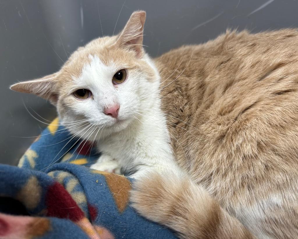 Enlarge Gracie, a Adoptable mixed breed in Washington Court House, OH image 1/3