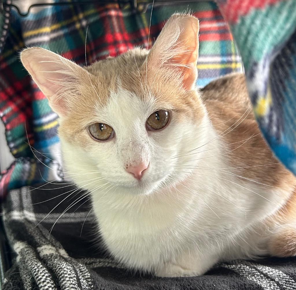 Enlarge Gracie, a Adoptable mixed breed in Washington Court House, OH image 2/3