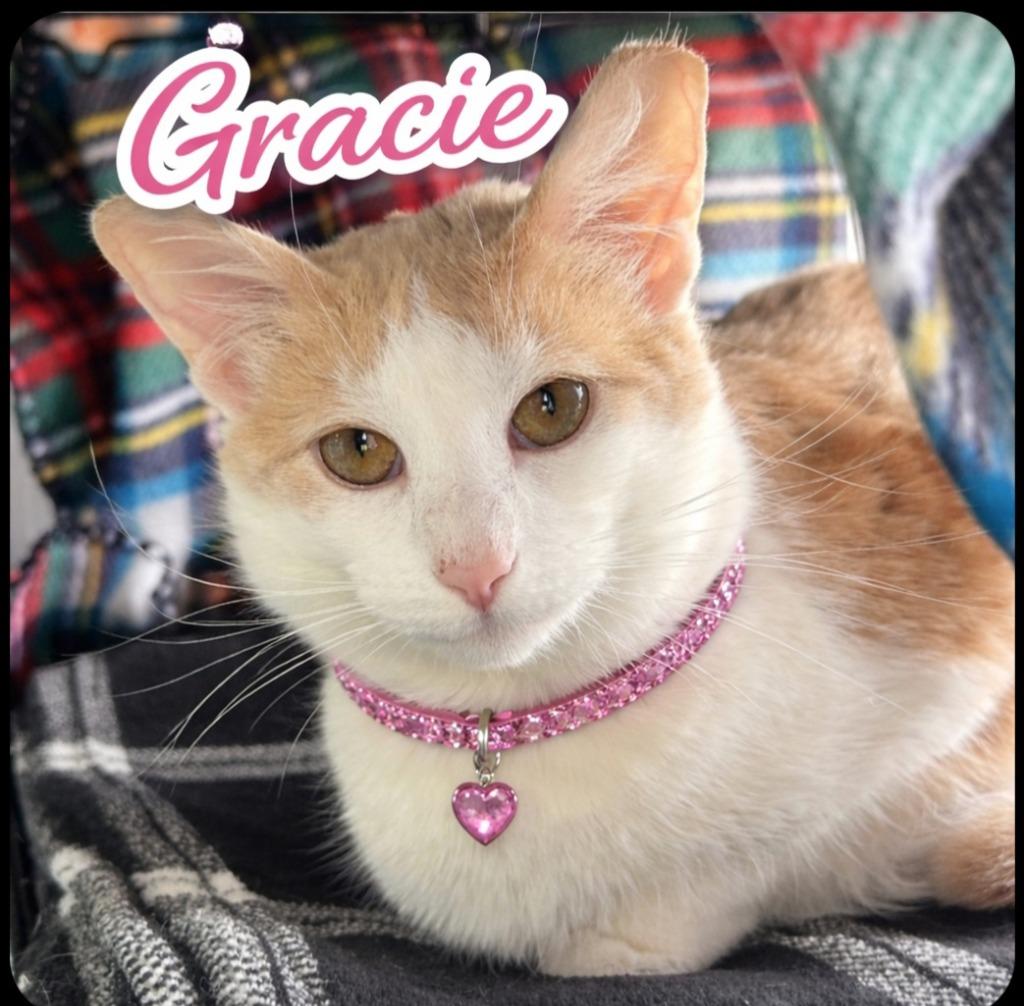Enlarge Gracie, a Adoptable mixed breed in Washington Court House, OH image 3/3