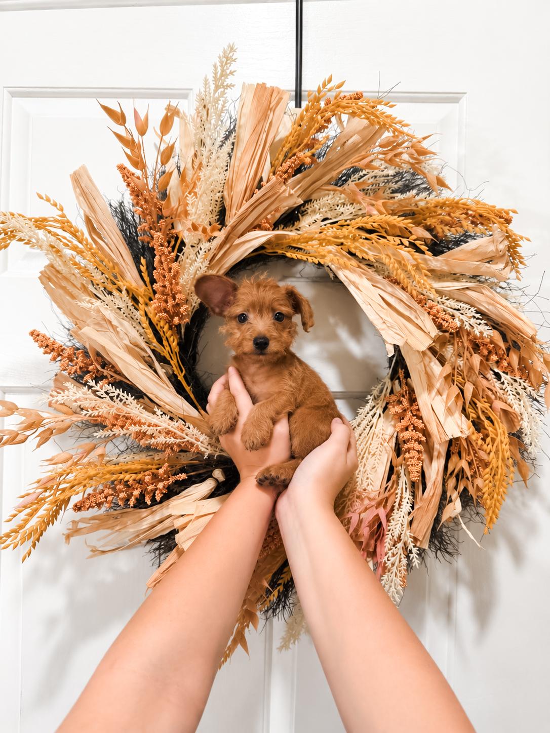 Pear, Adoptable, Puppy Male Terrier.