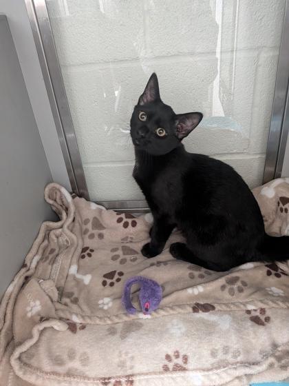 Boomer, Adoptable, Kitten Male Domestic Short Hair & Domestic Short Hair.