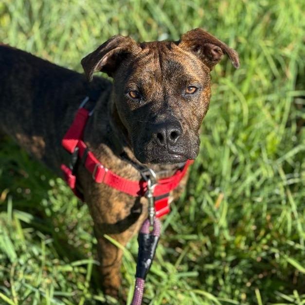 Florence, Adoptable, Adult Female Mixed Breed.