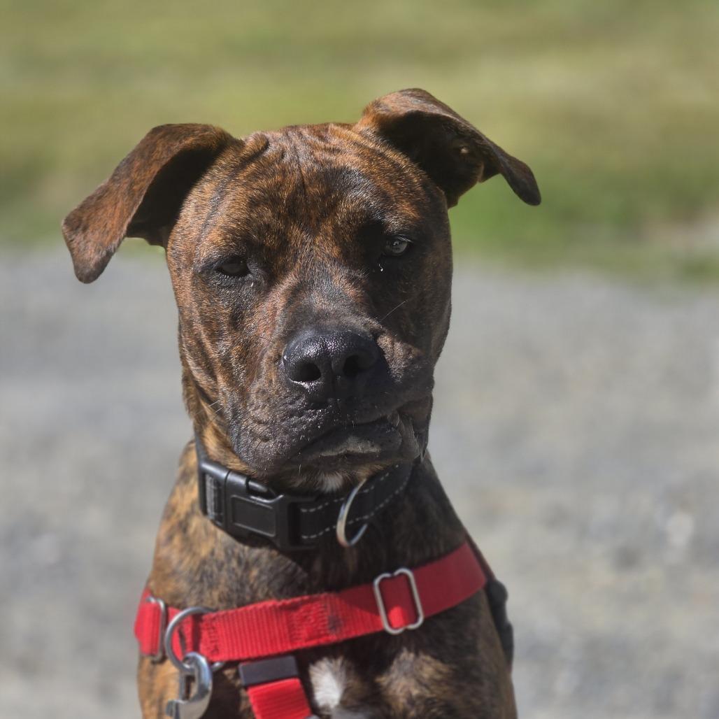 Enlarge Florence, a Adoptable Mixed Breed in Bangall, NY image 2/6