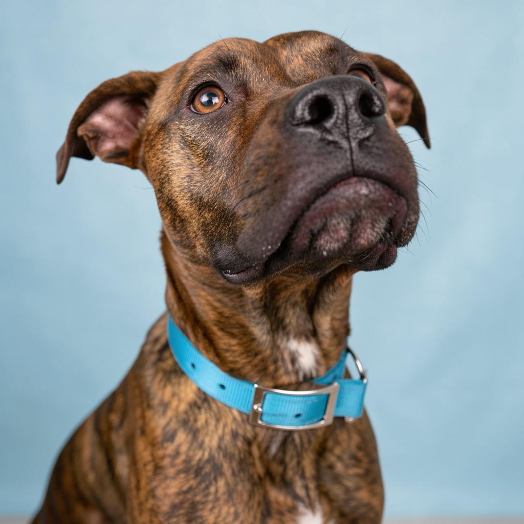 Enlarge Florence, a Adoptable Mixed Breed in Bangall, NY image 4/6