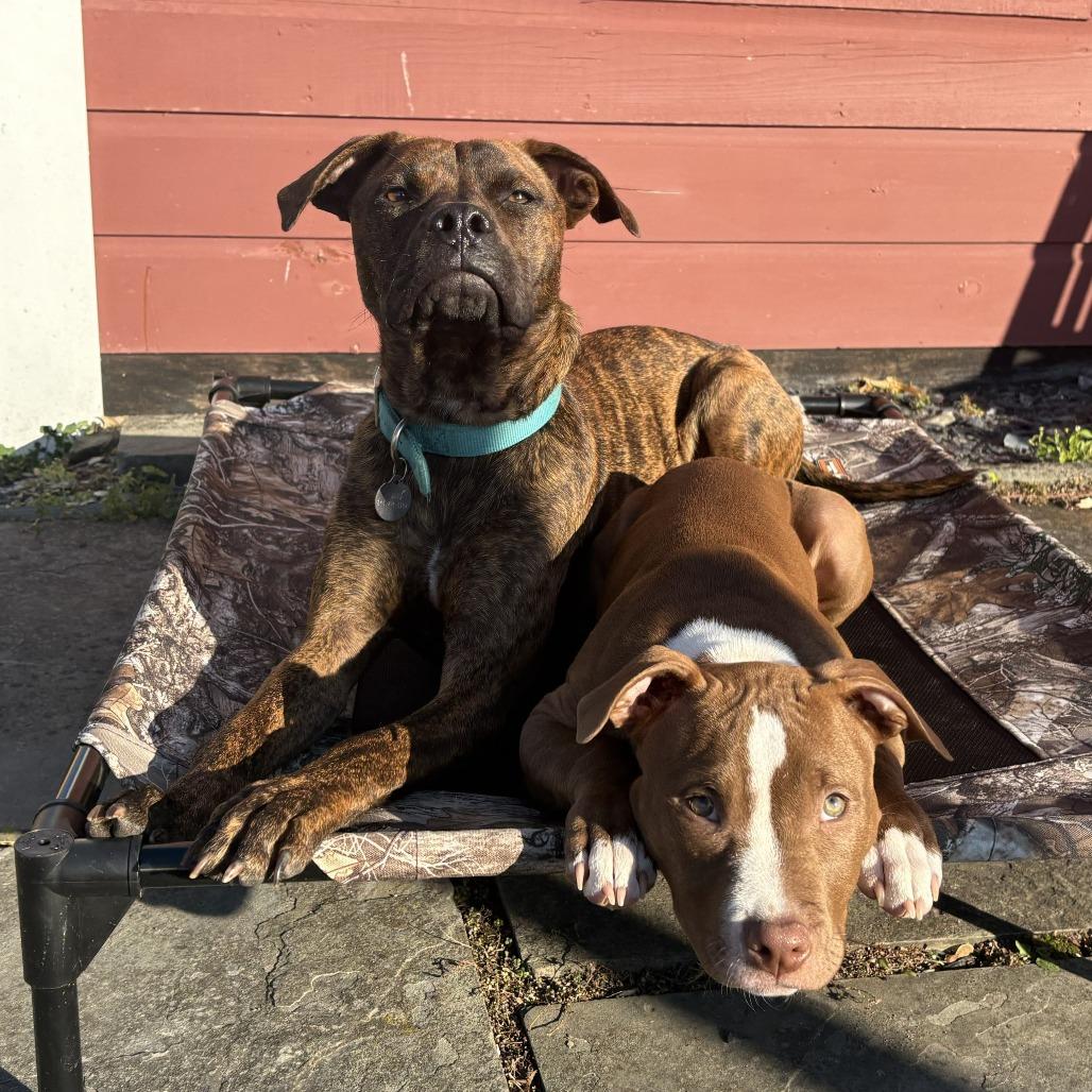 Enlarge Florence, a Adoptable Mixed Breed in Bangall, NY image 5/6