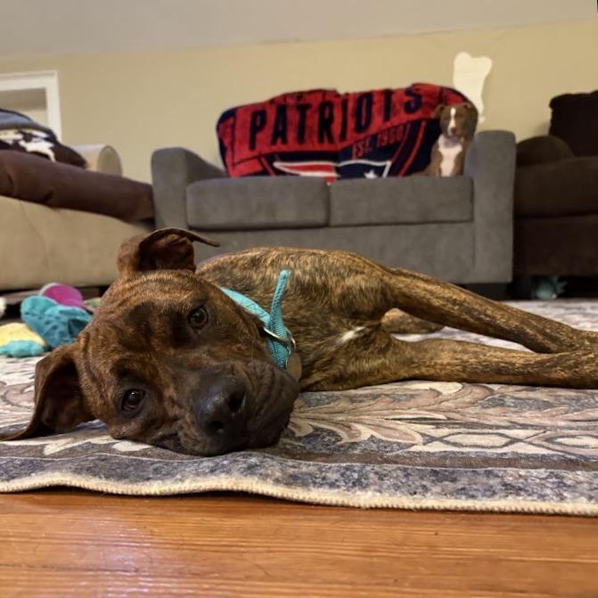 Enlarge Florence, a Adoptable Mixed Breed in Bangall, NY image 6/6