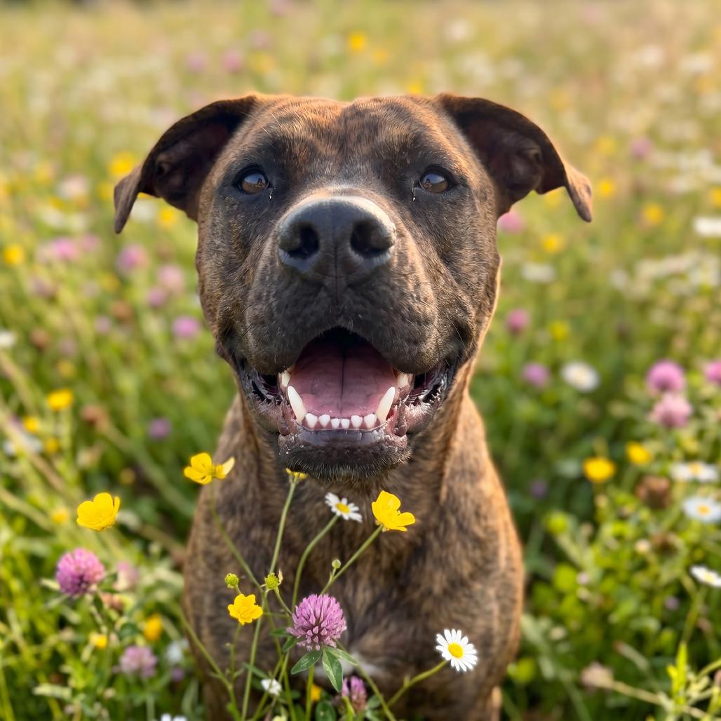 Florence, a Adoptable Mixed Breed in Bangall, NY image 6/6