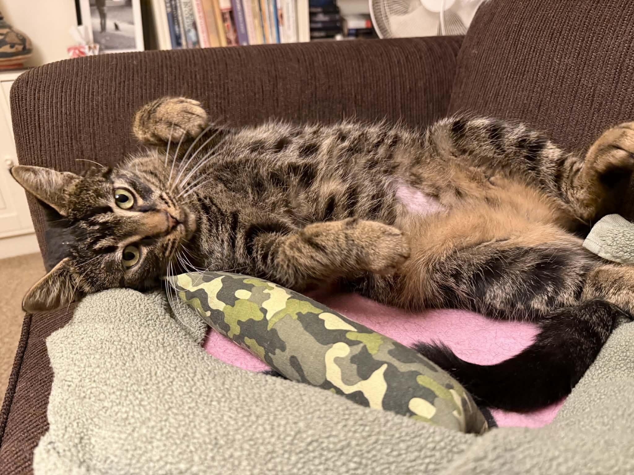 Penny, ADOPTABLE, Adult Female Domestic Short Hair.