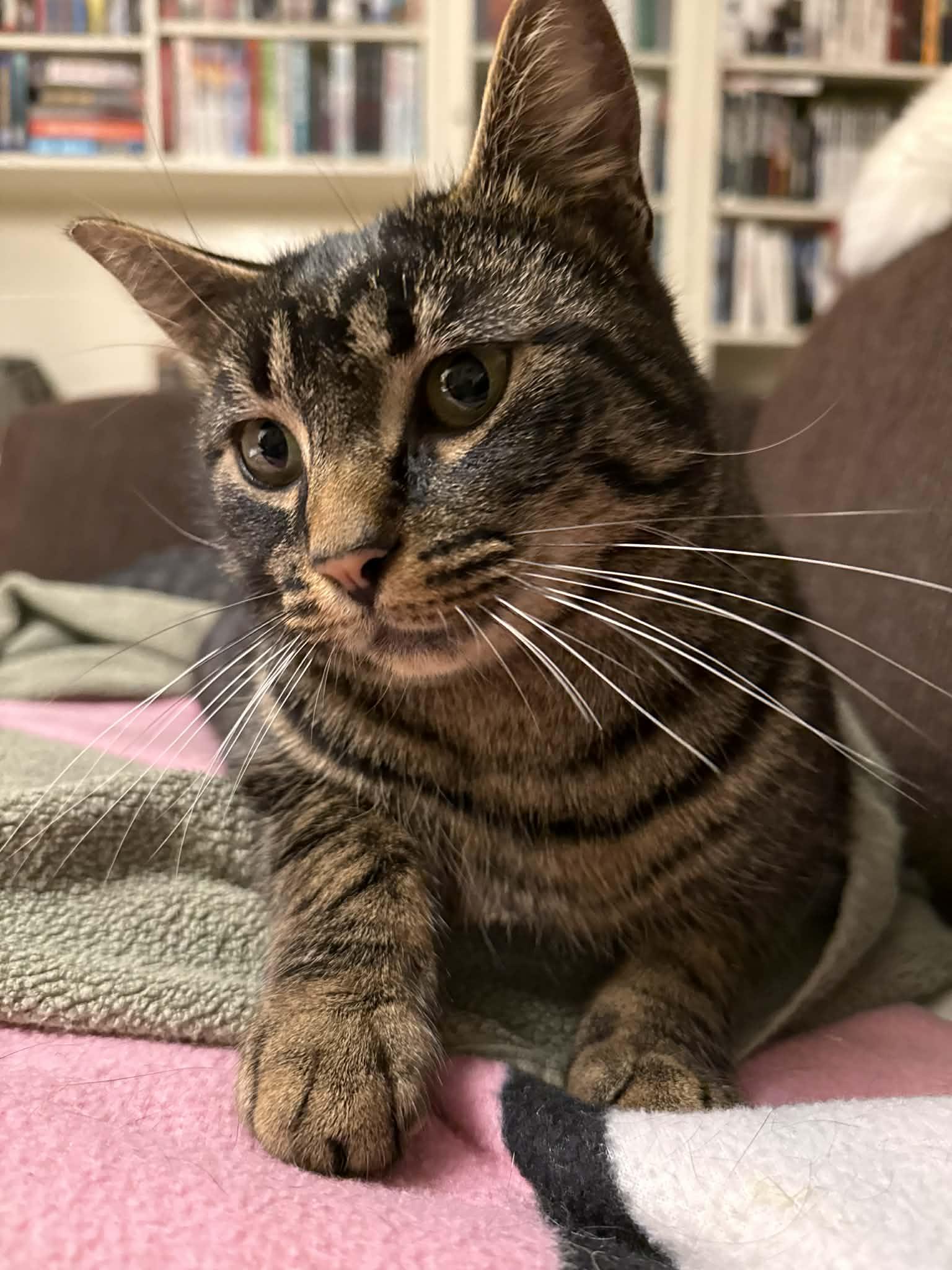 Enlarge Penny, an adopted Domestic Short Hair in Langley, BC image 2/2