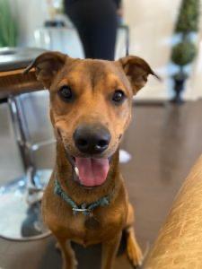Enlarge Benny, a Adoptable mixed breed in San Diego, CA image 1/4