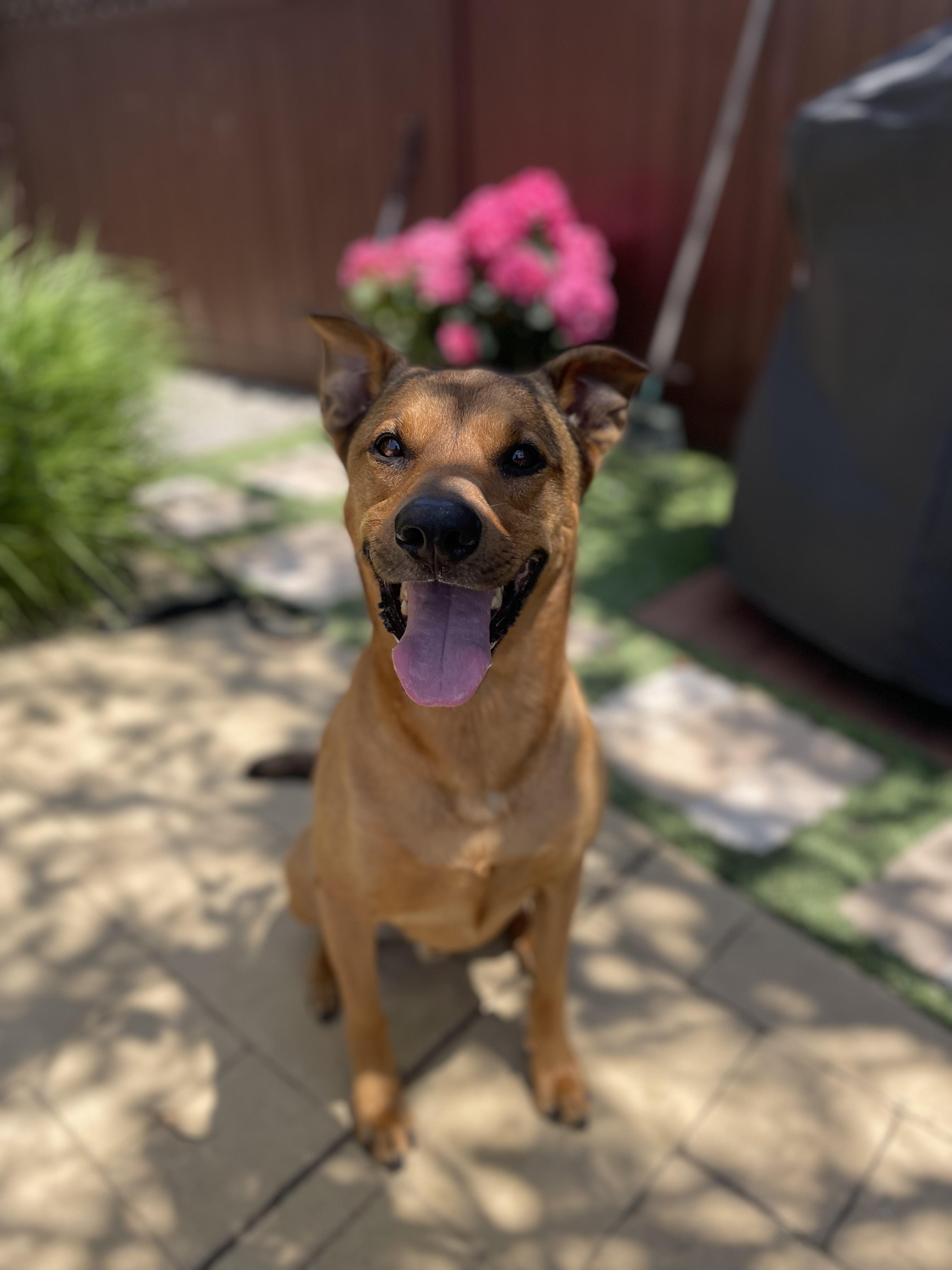 Enlarge Benny, a Adoptable mixed breed in San Diego, CA image 3/4