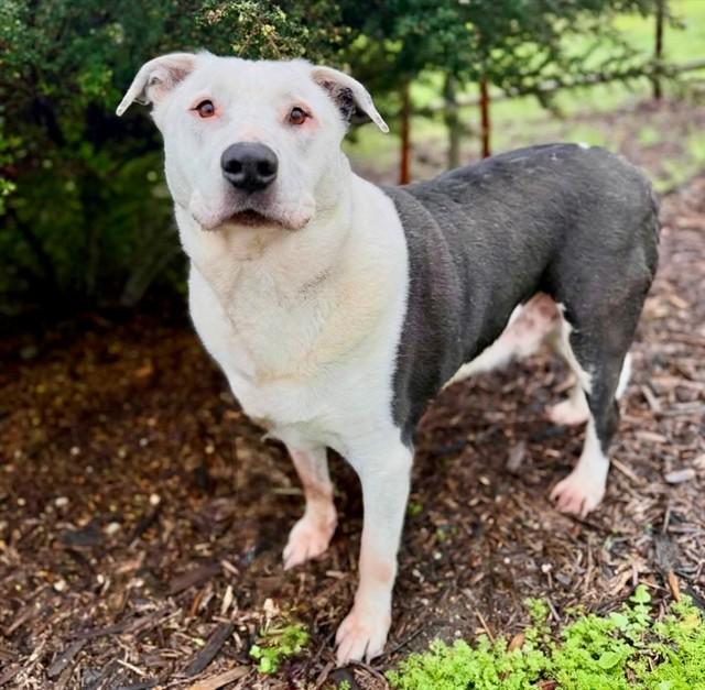 Enlarge CHANCE, a Adoptable mixed breed in San Luis Obispo, CA image 1/1