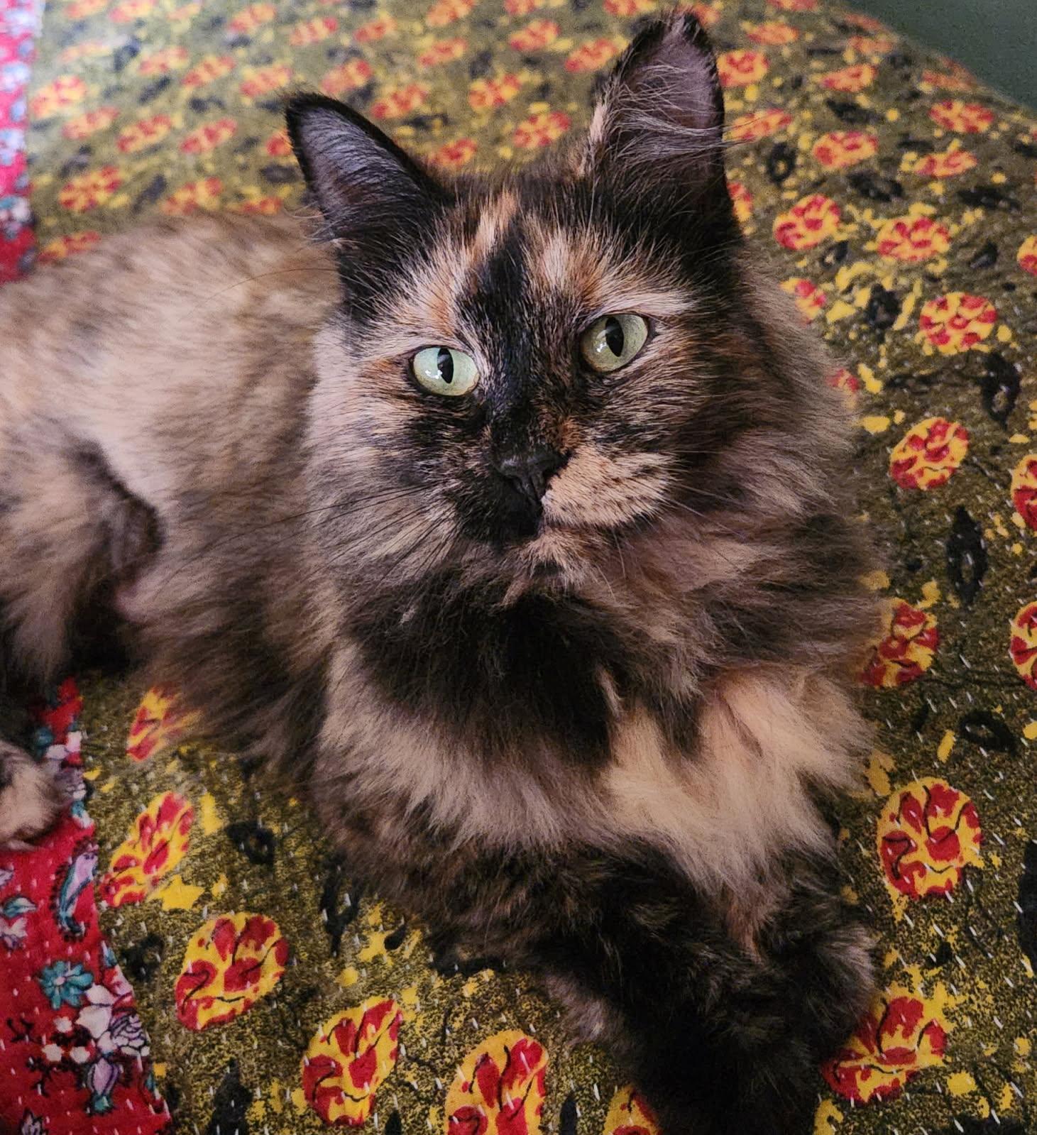 Enlarge Mummy, a Adoptable Tortoiseshell in Cuyahoga Falls, OH image 1/1