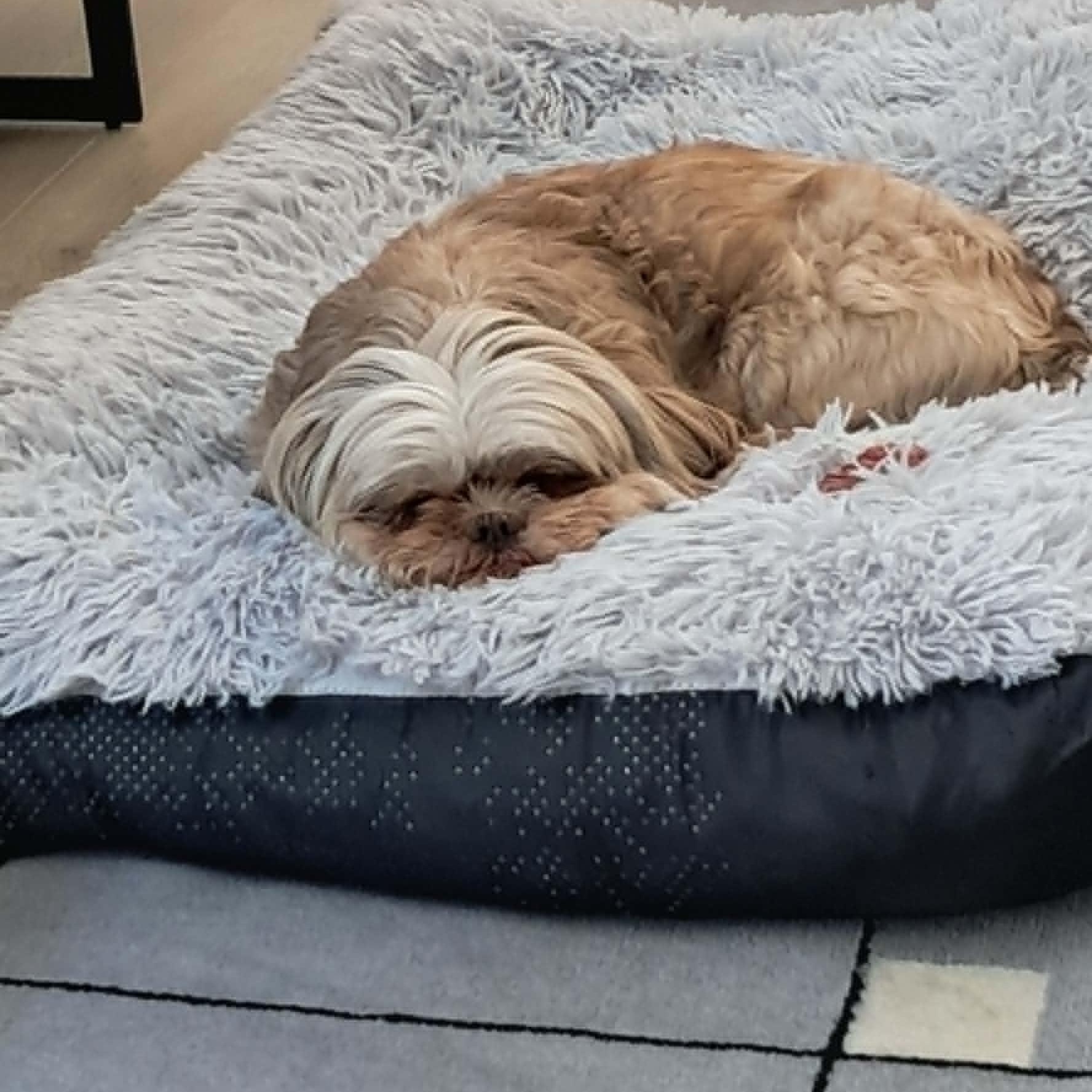 Enlarge Lizzy, a ADOPTABLE Shih Tzu in Tacoma, WA image 4/6
