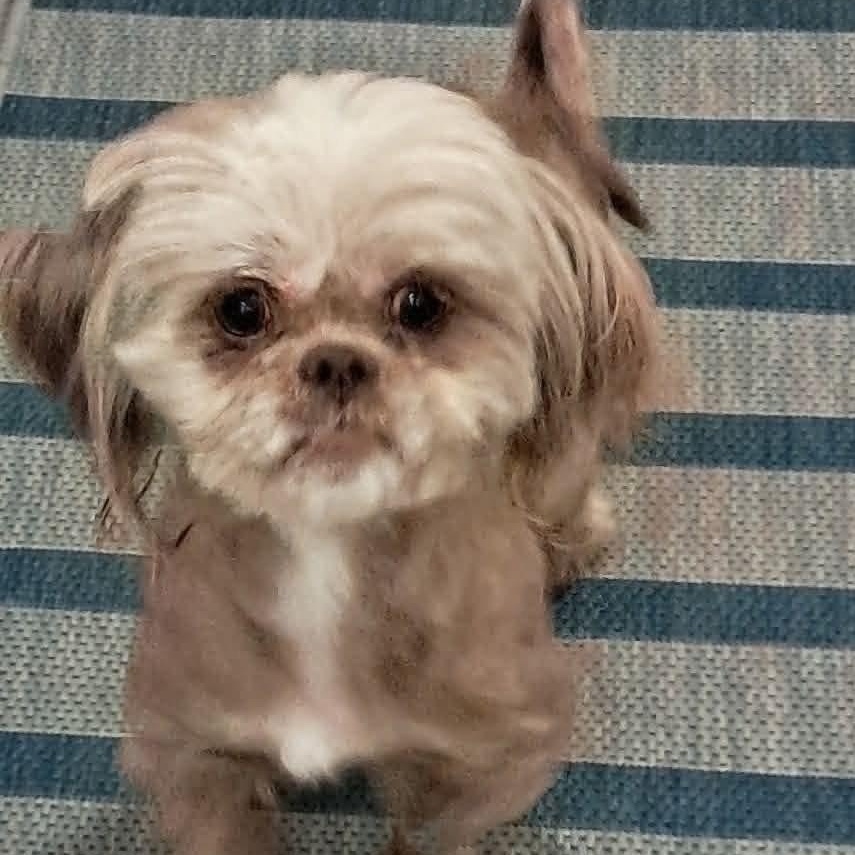Lizzy, ADOPTABLE, Adult Female Shih Tzu.