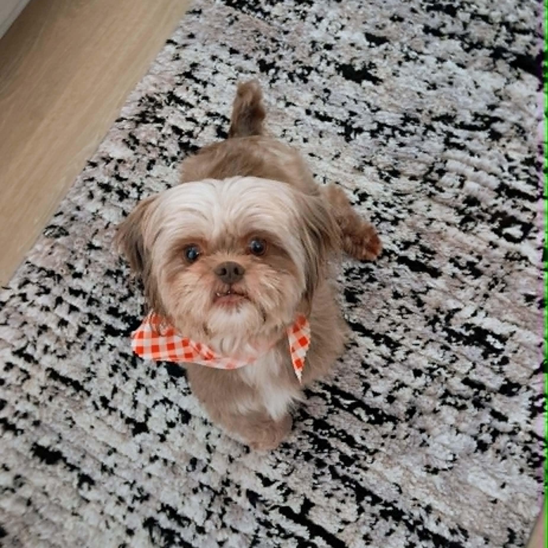 Enlarge Lizzy, a ADOPTABLE Shih Tzu in Tacoma, WA image 6/6