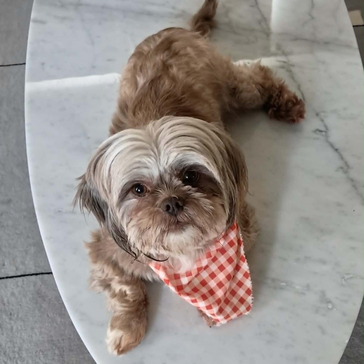 Enlarge Lizzy, a ADOPTABLE Shih Tzu in Tacoma, WA image 3/6