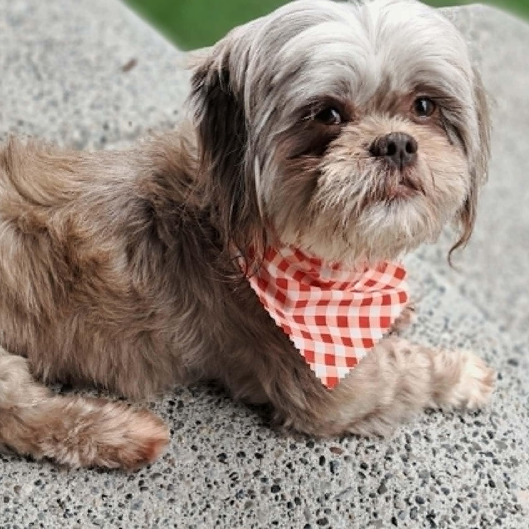 Enlarge Lizzy, a ADOPTABLE Shih Tzu in Tacoma, WA image 2/6