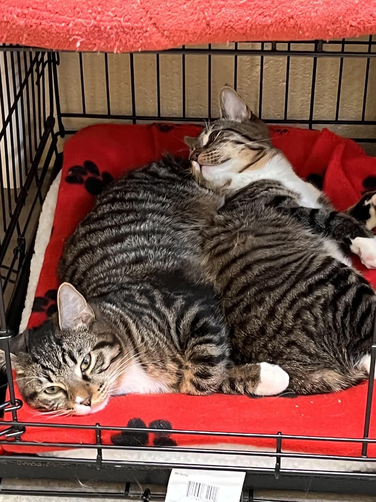 Enlarge Comet and Cupid (Bonded pair), an adopted Domestic Short Hair in Pueblo, CO image 1/1