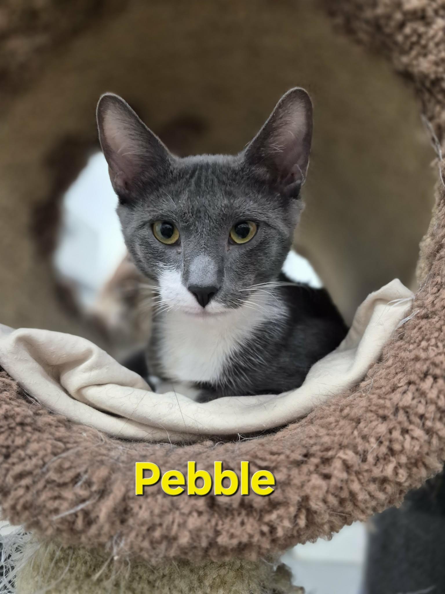 Pebble & Taco, Adopted, Kitten Male Domestic Short Hair.