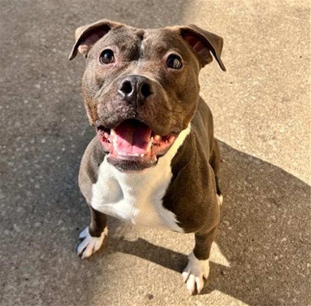 Enlarge JIMINY CRICKET, a Adoptable Pit Bull Terrier in Aurora, IL image 1/2