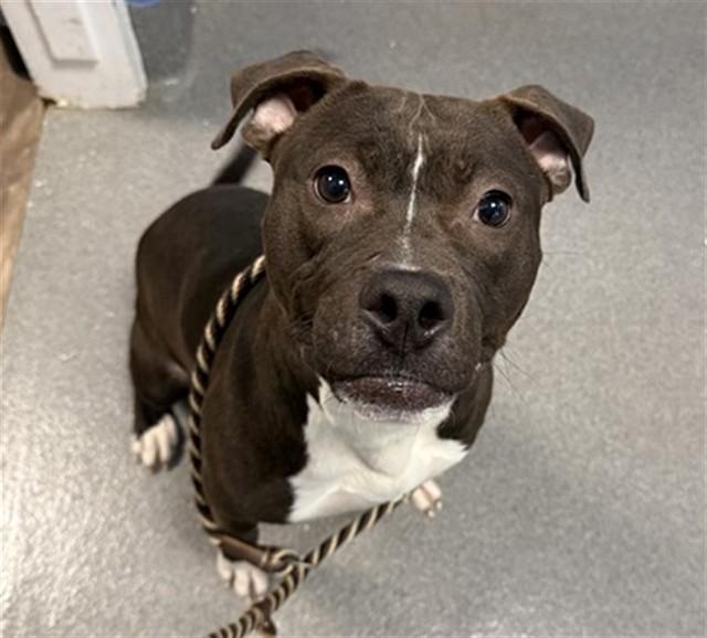 JIMINY CRICKET, Adoptable, Young Male Pit Bull Terrier.