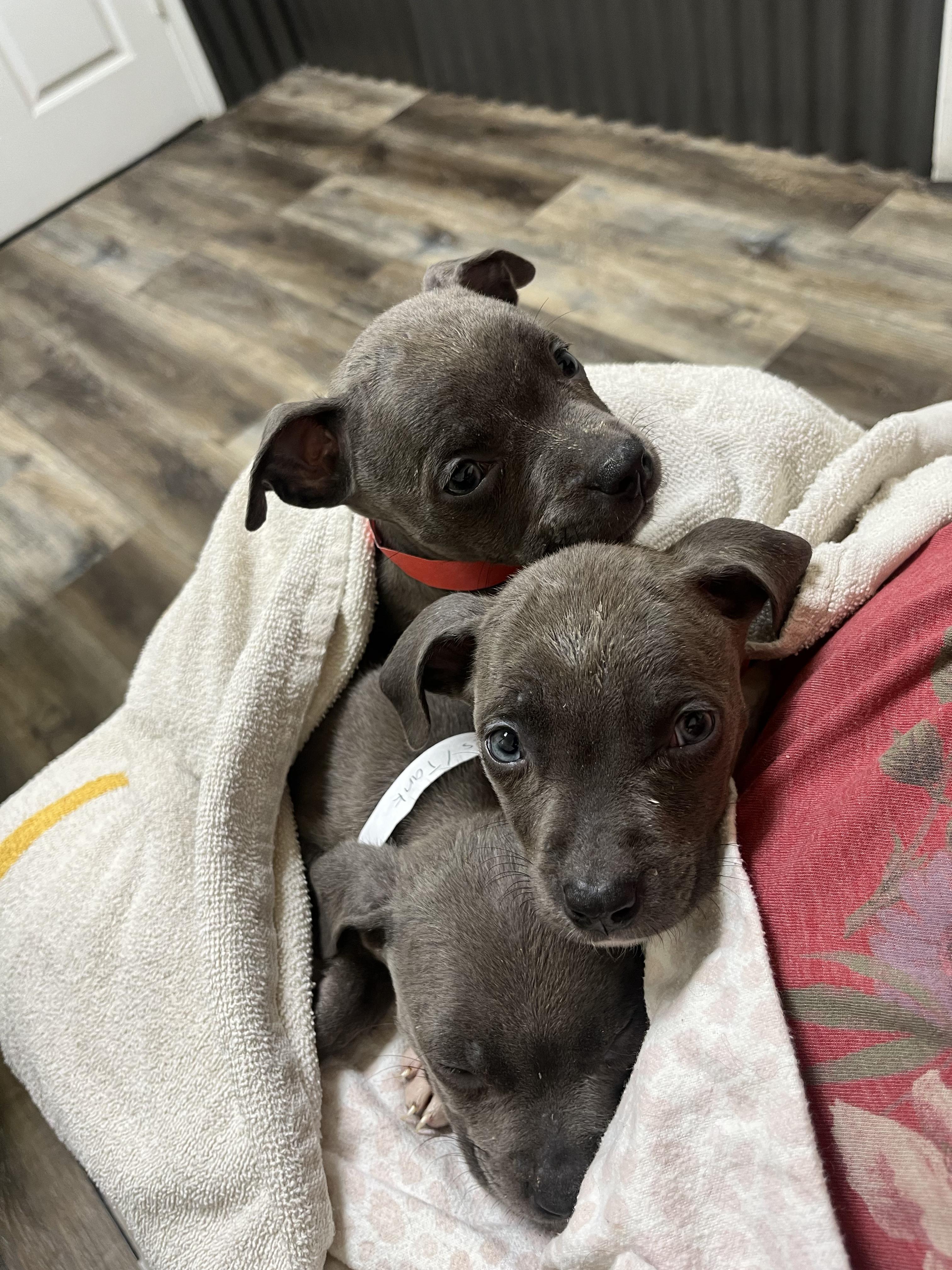 HANK, BAILEY, AND BLEU