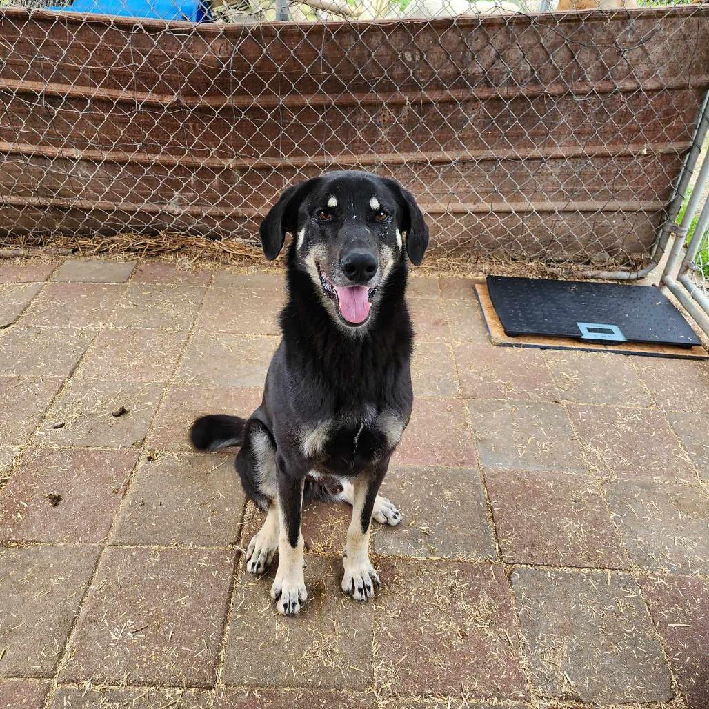 Enlarge Gucci, a Adoptable mixed breed in Boaz, AL image 1/2