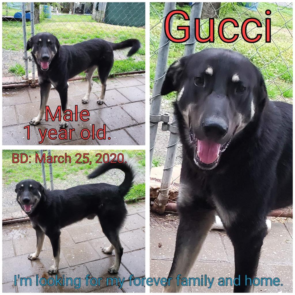 Enlarge Gucci, a Adoptable mixed breed in Boaz, AL image 2/2