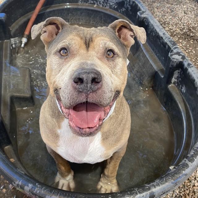 SAMSON, Adoptable, Senior Male Pit Bull Terrier & Mixed Breed.