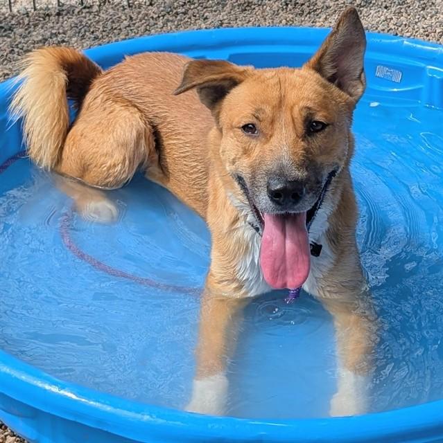 PABLO, Adoptable, Young Male Carolina Dog.