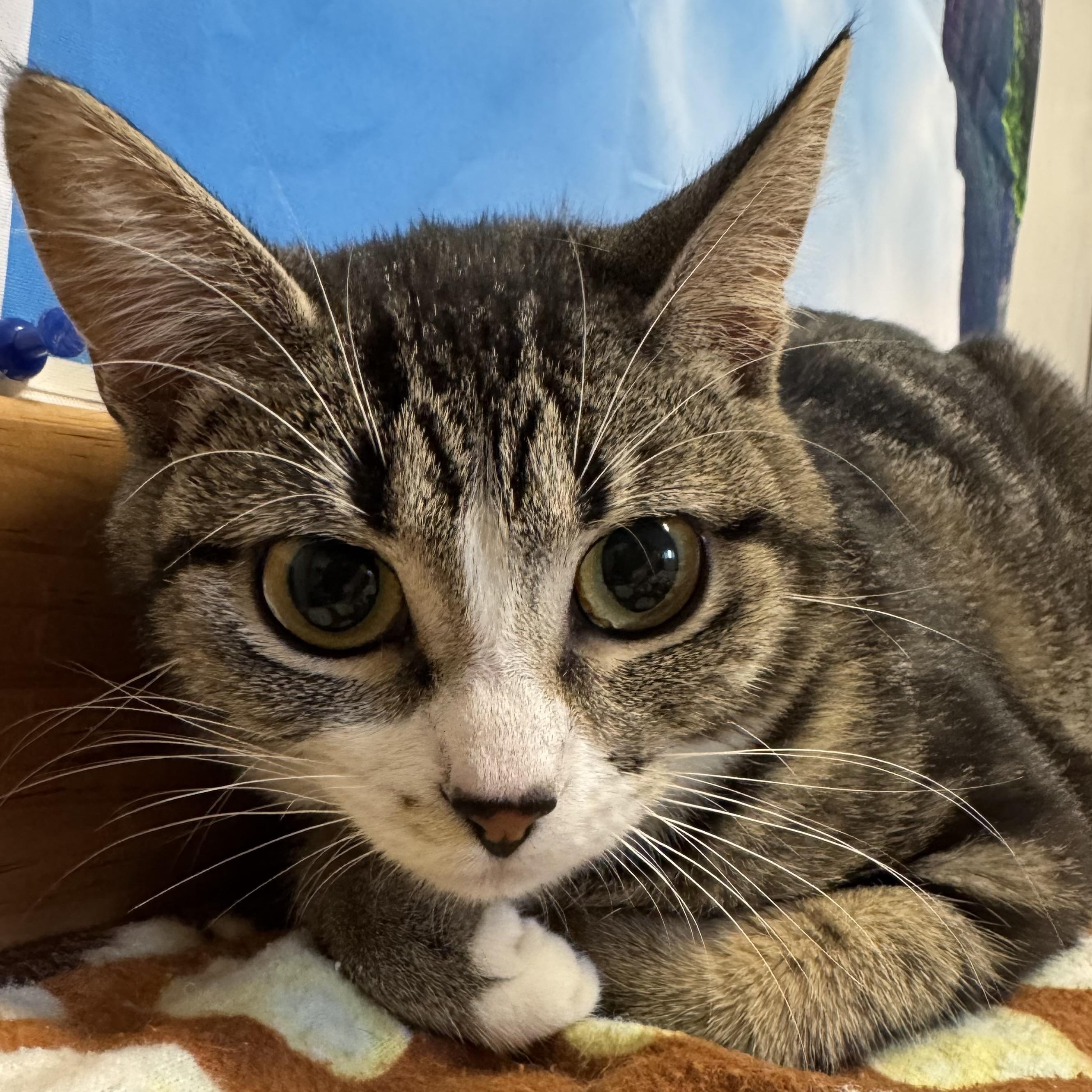 Enlarge Stella, a Adoptable Domestic Short Hair in Amery, WI image 2/2